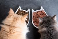<![CDATA[Study finds heavy metals, glyphosate, and plastic-related chemicals in nearly all cat foods tested, but health risks remain unclear]]>
