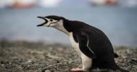 Climate change strips island’s title of largest penguin colony