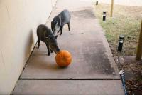AZGFD: Keep Halloween pumpkins away from hungry wildlife