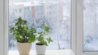 Winter wellness report: Can houseplants help beat the winter blues?