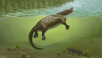 UChicago scientists reveal a Jurassic otter that could chew and swallow like modern mammals