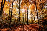 Maine Foliage 2026: Peak Colors Are Spreading Across the State