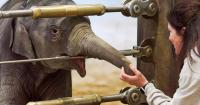 D.C.'s National Zoo cares for baby elephant rejected by her mother