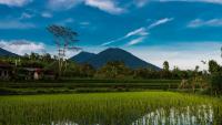 Could African Rice Help Crops Survive Climate Change? Scientists Find A Genetic Breakthrough