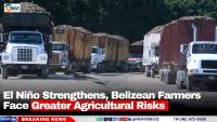 El Niño Strengthens, Belizean Farmers Face Greater Agricultural Risks