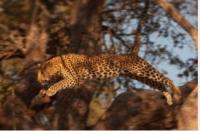 African Leopards Have Lost 41 per cent of Their Historical Range