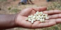 Super El Niño could hit southern Africa’s bean harvests hard: how to protect farmers