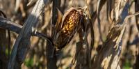 Super El Niño – how it could affect South Africa’s maize prices