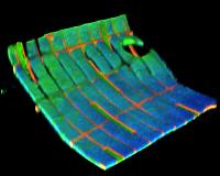 The Body Electric: UMass Amherst Researchers Integrate Electronics with Human Cells