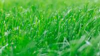 Gardeners urged to do one simple job this month for better lawns next year