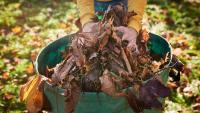 'Save' your grass from disease with this 'must-do' gardening job this week