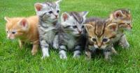 WMRA's Adoptable Animals of the Week (10-7-26): Cats For Everyone