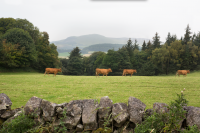 Farmers encouraged to vaccinate beef cattle for clostridial diseases