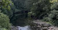 DEP issues "do not eat" advisory for all fish in Wissahickon Creek basin after forever chemicals found