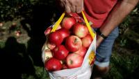 Here’s how much it will cost to go apple picking in Massachusetts this year