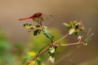 Fall plant sales, garden classes and more this week