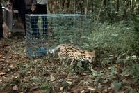 ‘A few are afraid of the chicks’: Preparing Thailand’s rescued leopard cats for life in the wild