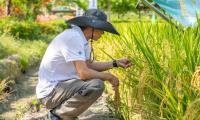 Chinese team develops world's first 3D spatiotemporal lifecycle cell atlas of rice: laboratory