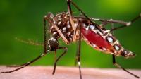 Florida's dengue fever outbreak is a national warning