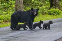 Oregon Roadside Wildlife Count Begins Oct. 17