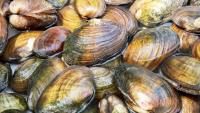 Team discovers five new species of freshwater mussels, providing scientific foundation for protecting these imperiled animals