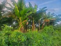 FAO Highlights Sustainable Agriculture in Guyana