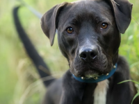 From dogs to fireworks: Where New Zealand’s political parties stand on animal welfare