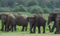 Five-Year GPS Study Tracks Wild Elephants Across Assam, Bhutan