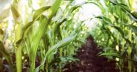 Ivory Coast: Abidjan aims to secure 9 million hectares of rural land in ten years