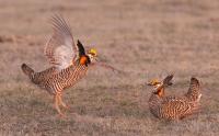 Nearly $19M to help save Nebraska prairie, state bird, dancing chickens 
