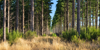 Southwest Arkansas gets ‘AA’ rating for woody biomass