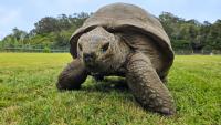 Scientists discover the genetic secrets that may have helped Jonathan the tortoise live to 194 years old