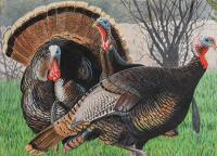 Winners chosen for Minnesota’s pheasant and wild turkey 2027 stamps