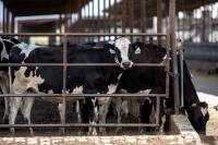 The American Livestock Industry’s Main Lobbying Group Treated Climate Change as a PR Problem