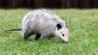 Texas homeowner finds huge hole under house, then night camera catches opossum carrying 10 babies