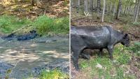 Kentucky firefighters use sling and hoist to free cow from 'mud bath'