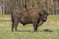 Can WarWilding defend Poland’s borders and save Europe’s last ancient forest?