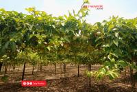 Uganda’s 1.5m-hectare irrigation target faces funding, coordination hurdles