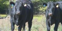 As Farm Bill expires, Kentucky farmers could be left without crucial support