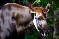 Gorgeous African ‘unicorn’ slipping off the conservation radar