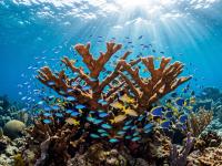 How global ‘bright spots’ can inform environmental efforts