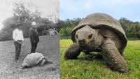 ‘Jonathan’ Is the Oldest Land Animal on Earth. He Could Hold the Secrets to Defying Death