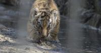 Wildlife populations have shrunk 73% since 1970. A new report argues there is still a case for hope
