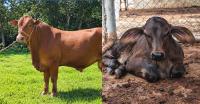 El Salvador’s MAG Enhances Cattle Genetics with Texas Import and Bitcoin Office Partnership.