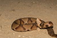 Missouri 9-year-old asks to go 'a little bit farther,' then steps on a copperhead
