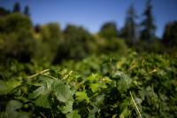 Pennsylvania grape farmers face crisis as millions of Concord grapes go unsold