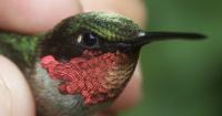 Hilton Pond North: A mountain haven for bird research and conservation