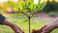Kyrgyzstan to introduce five-for-one tree replacement principle