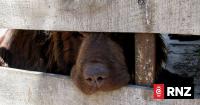 Government probes 'nasty' dog care services, proposes confinement fines
