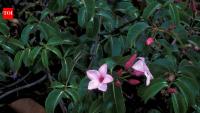 Australia grew a Madagascar vine for WW2 rubber. It became a major invasive weed